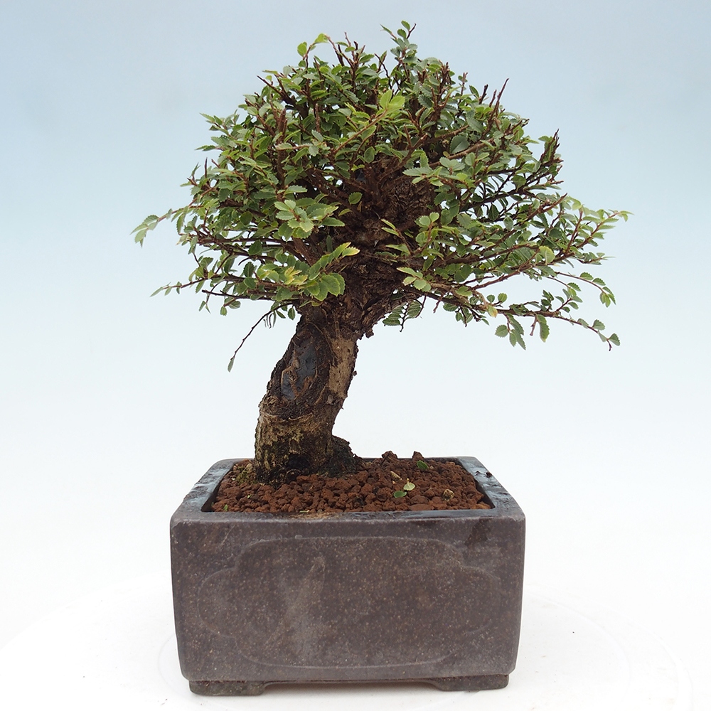 Bonsai zewnętrzne - Ulmus parvifolia Hokkaido - wiąz chiński