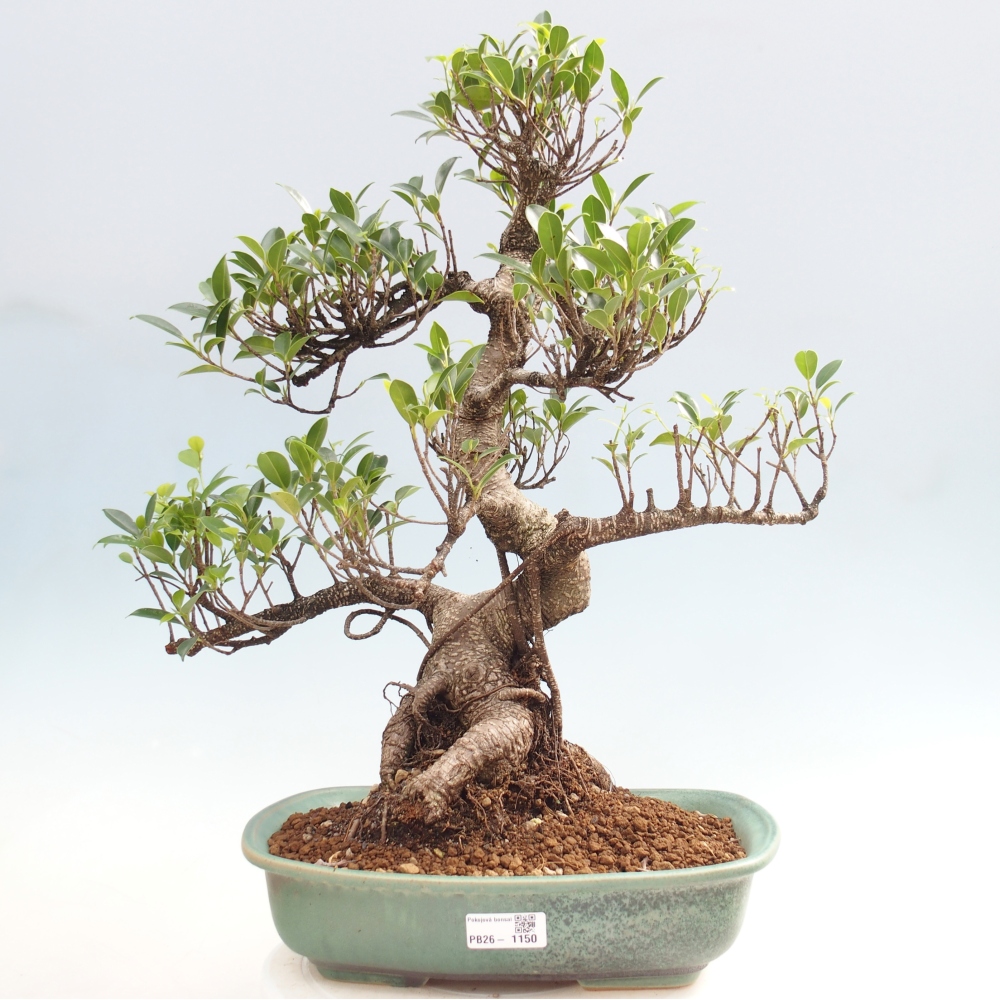 Pokój bonsai - Ficus kimmen - figowiec drobnolistny