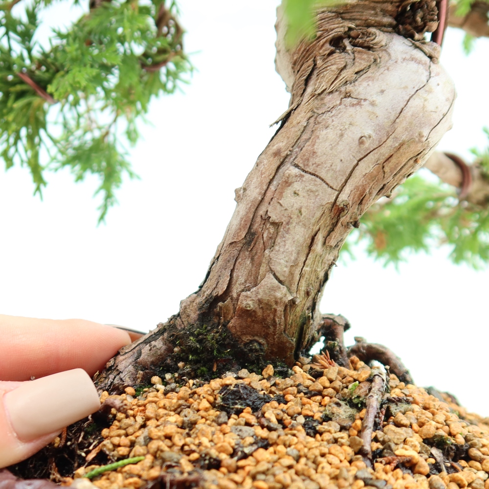 Bonsai ogrodowe – Juniperus chinensis Itoigawa – jałowiec chiński
