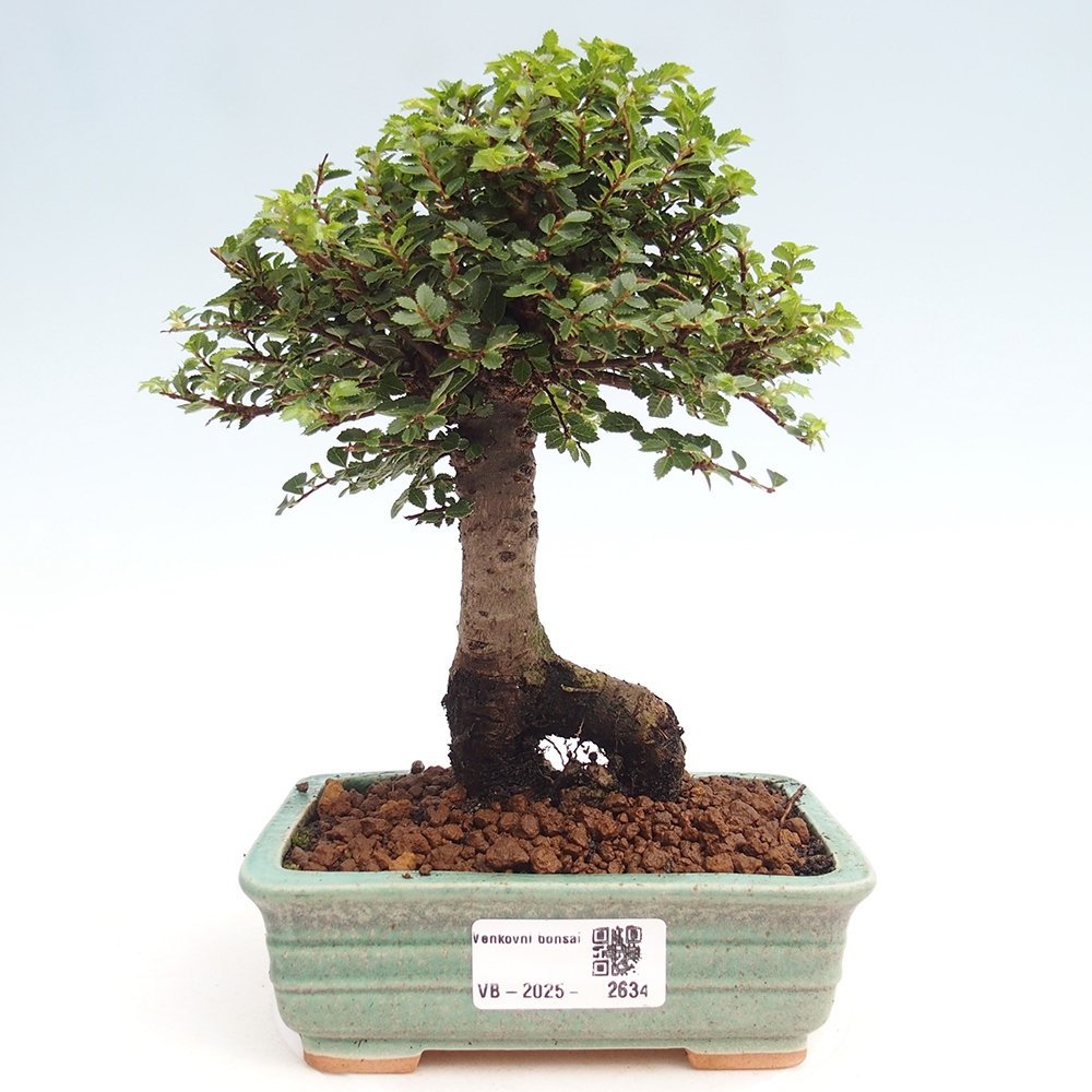 Bonsai zewnętrzne - Ulmus parvifolia Hokkaido - wiąz chiński