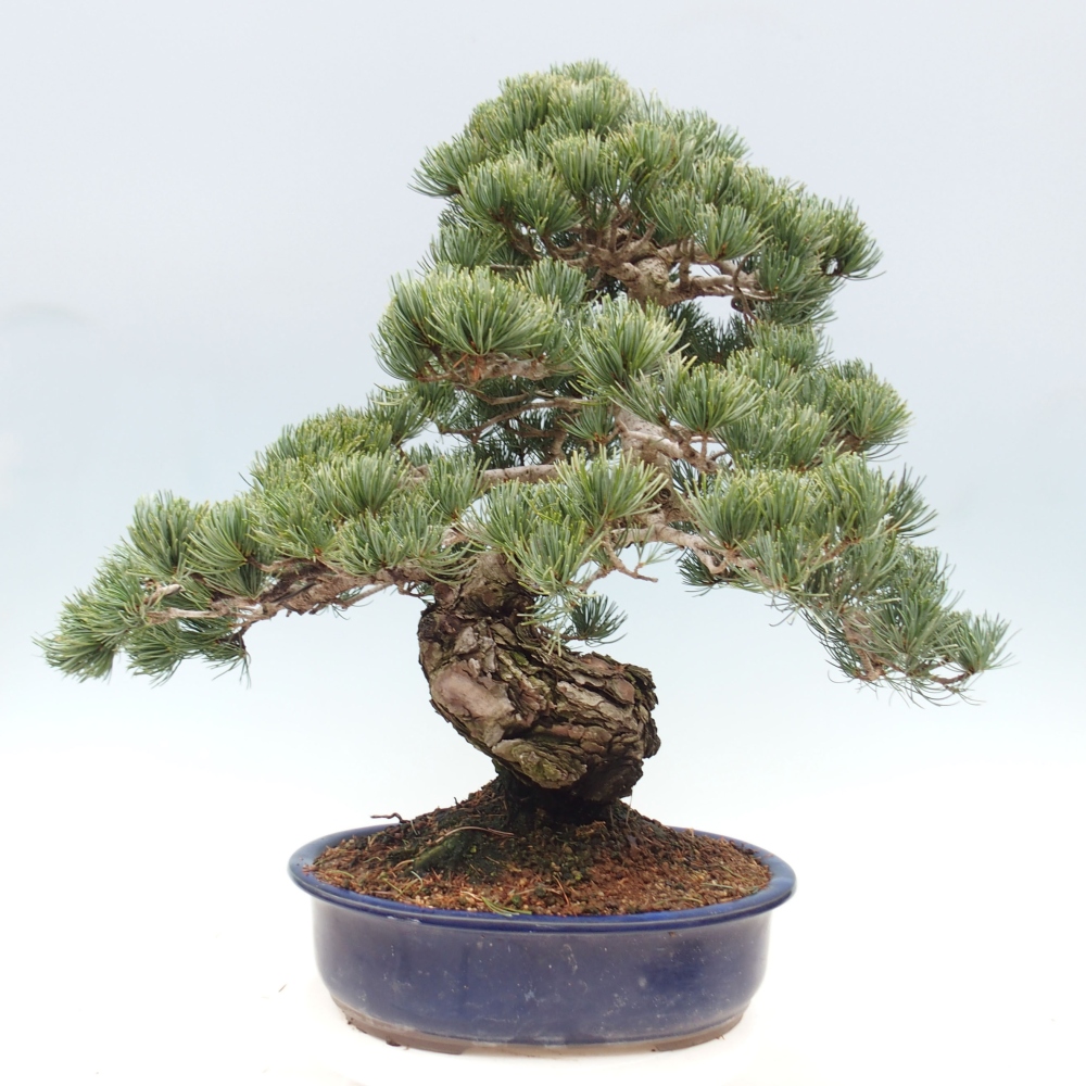 Outdoor bonsai - Pinus parviflora - Mała sosna