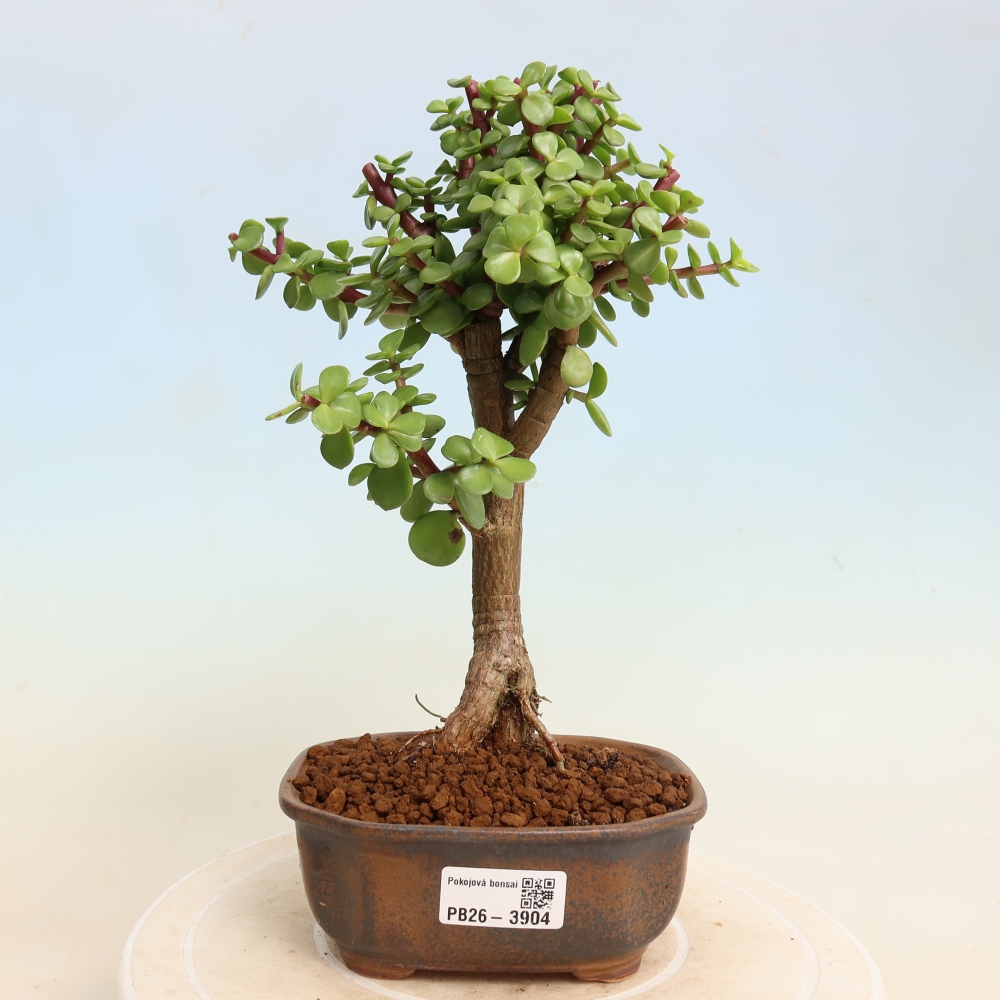 Pokój bonsai - Portulakaria Afra - Tlustice