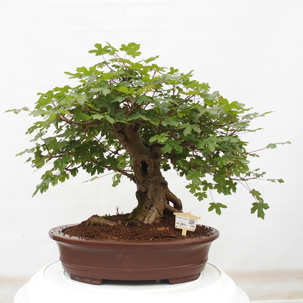 Outdoor-Bonsai - Acer Campestre - Baby-Ahorn
