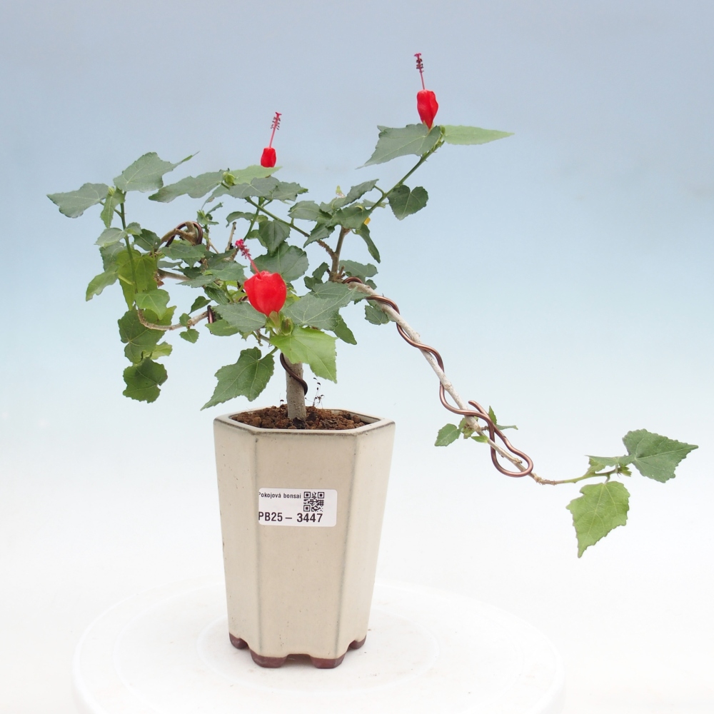 Bonsai domowe - Malvaviscus arboreus