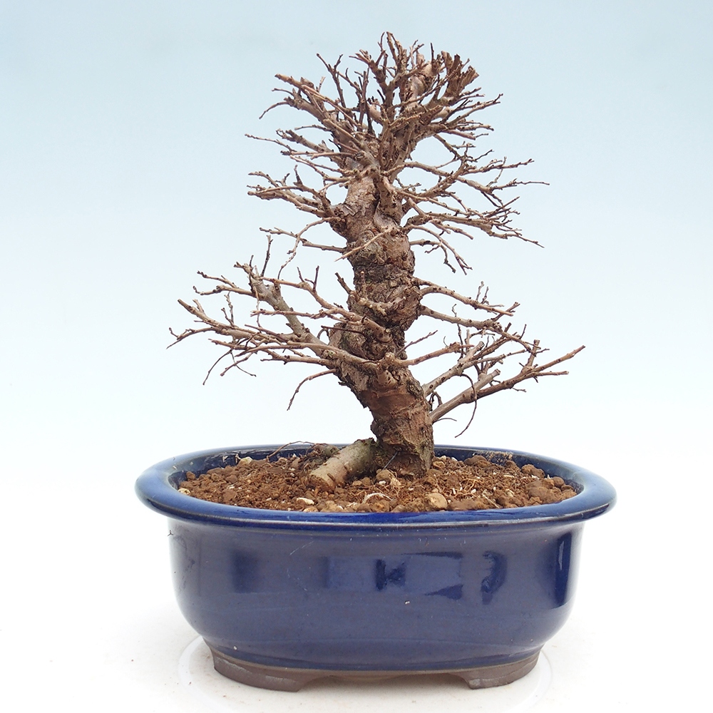 Bonsai zewnętrzne - Zelkova - Zelkova NIRE