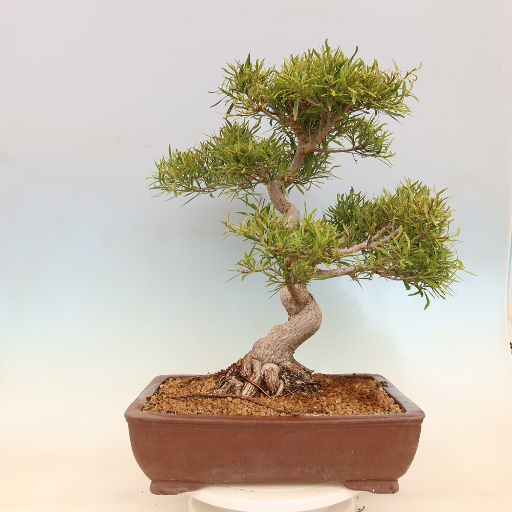 Pokój bonsai - Ficus nerifolia - figowiec drobnolistny
