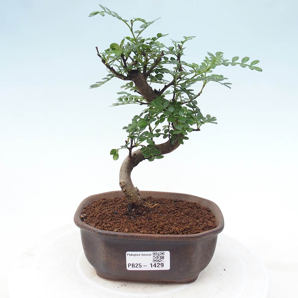 Kryty bonsai - Zantoxylum piperitum - Mięta pieprzowa