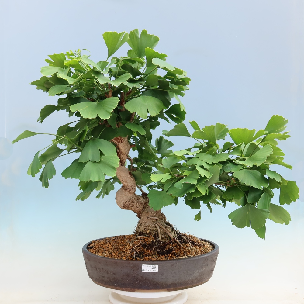 Outdoor bonsai - Ginkgo biloba - Miłorząb dwuklapowy