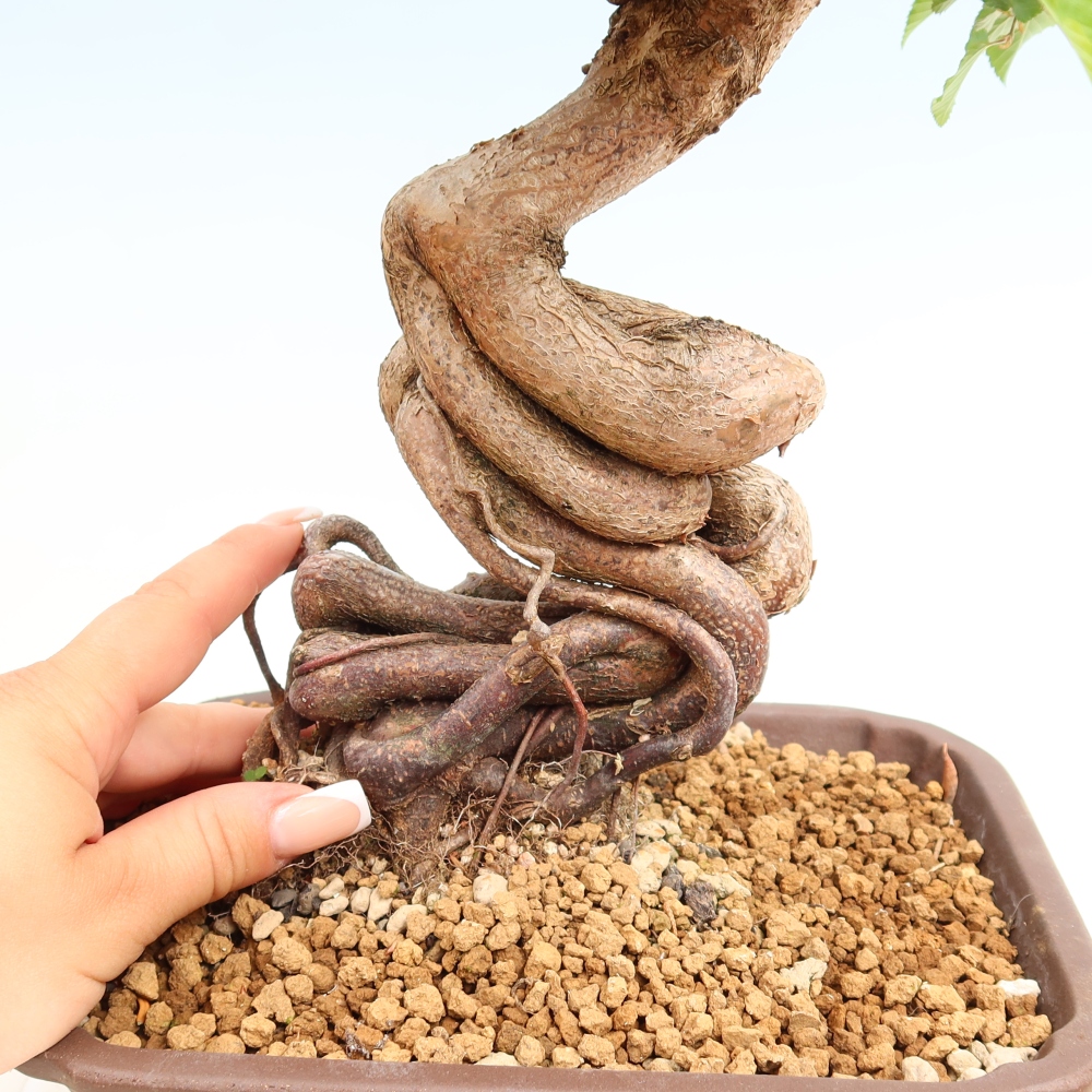 Outdoor bonsai - Carpinus coreana - grab koreański