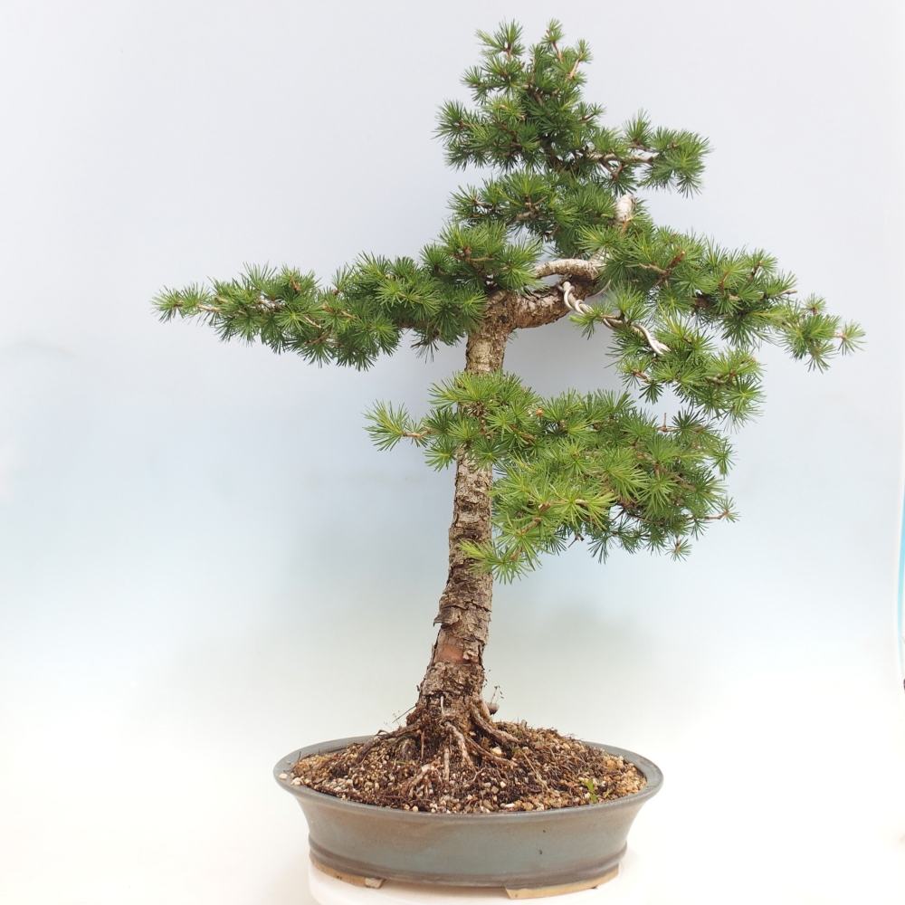 Bonsai zewnętrzne - Larix decidua - Modrzew
