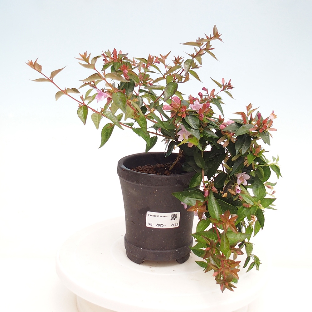 Bonsai zewnętrzne - Abelia Grandiflora - Abelia grandiflora