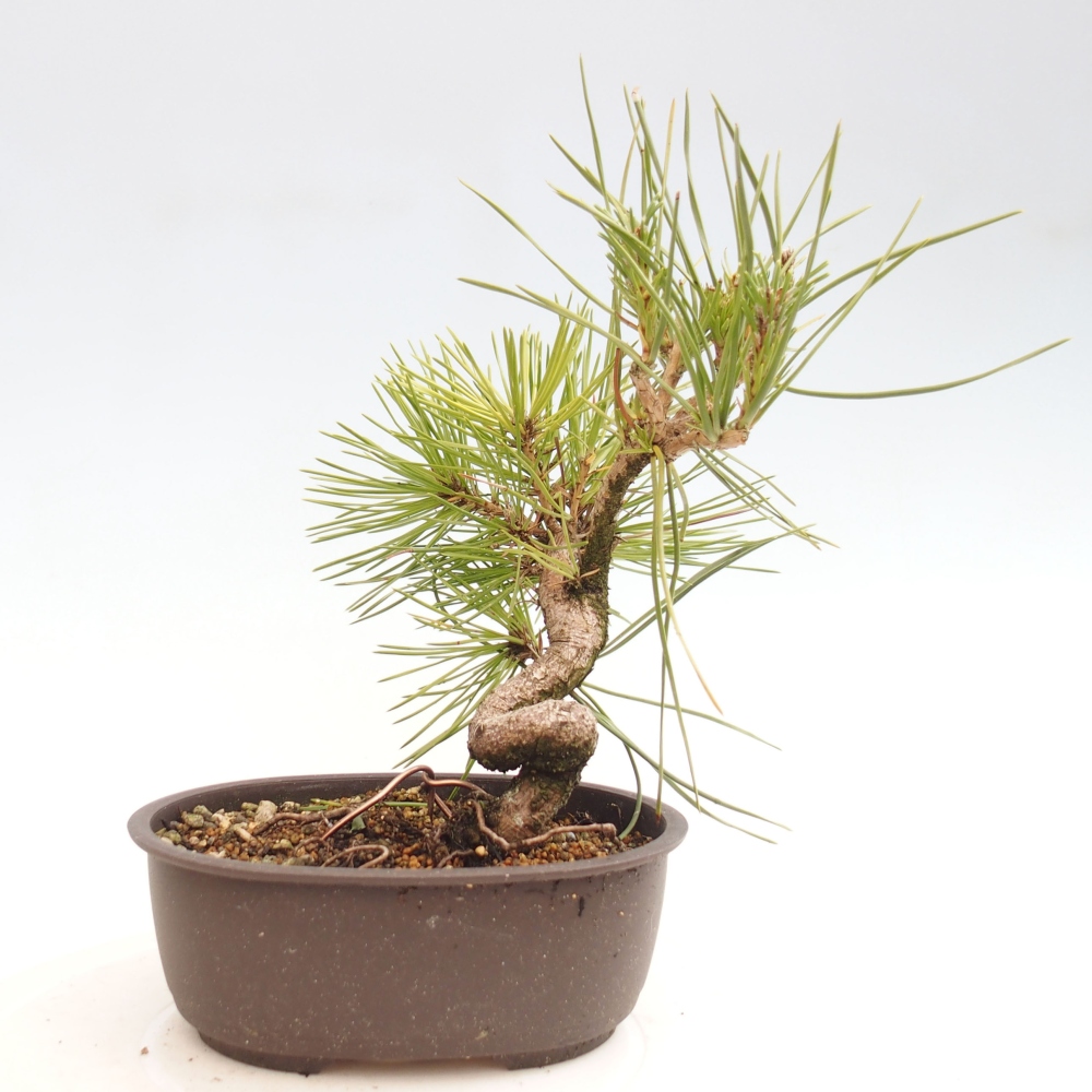 Bonsai ogrodowe - Pinus thunbergii - Sosna Thunbergia