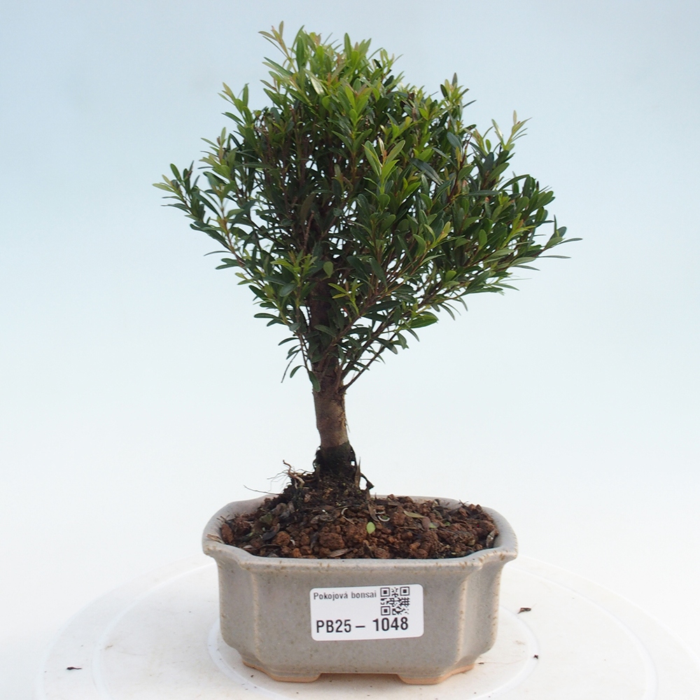 Pokój bonsai - Syzygium - Pimentovník