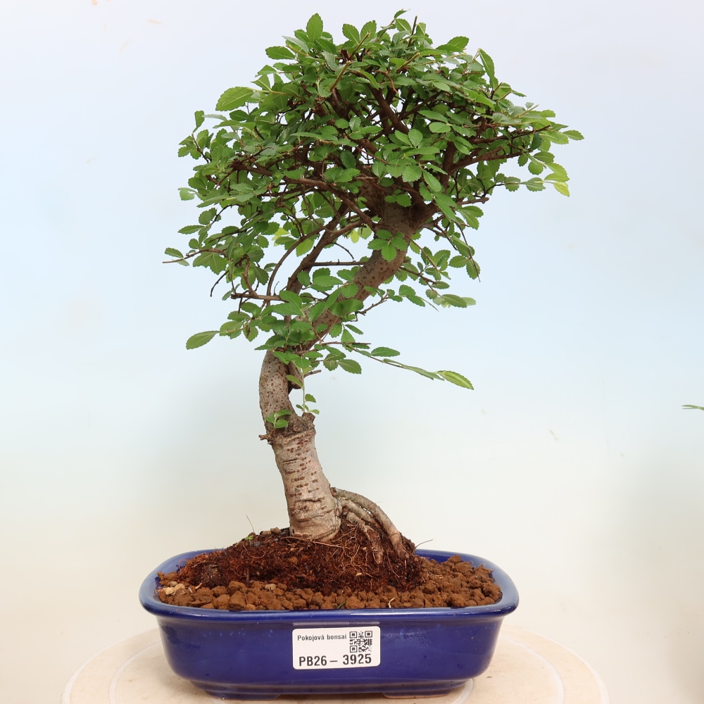 Pokój bonsai - Ulmus parvifolia - Wiąz drobnolistny