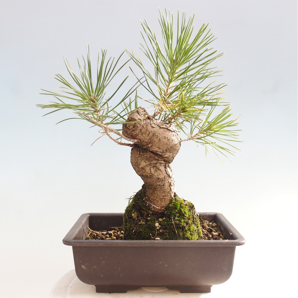 Outdoor bonsai - Pinus thunbergii - sosna Thunberga
