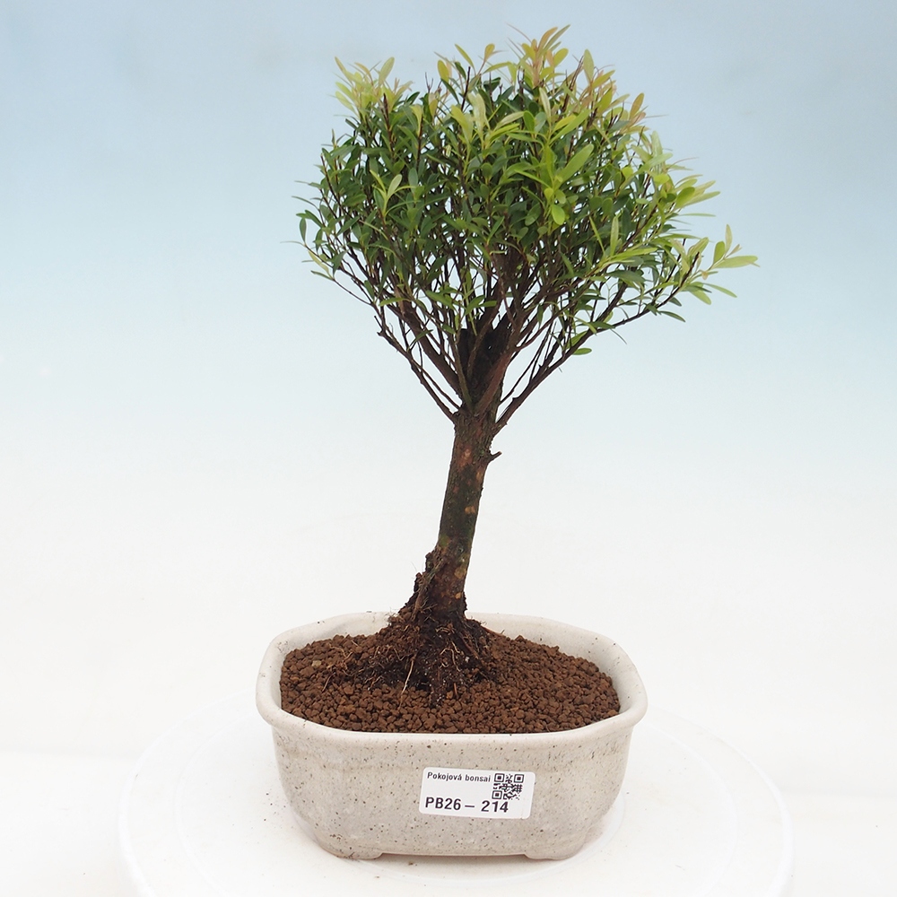 Pokój bonsai - Syzygium - Pimento