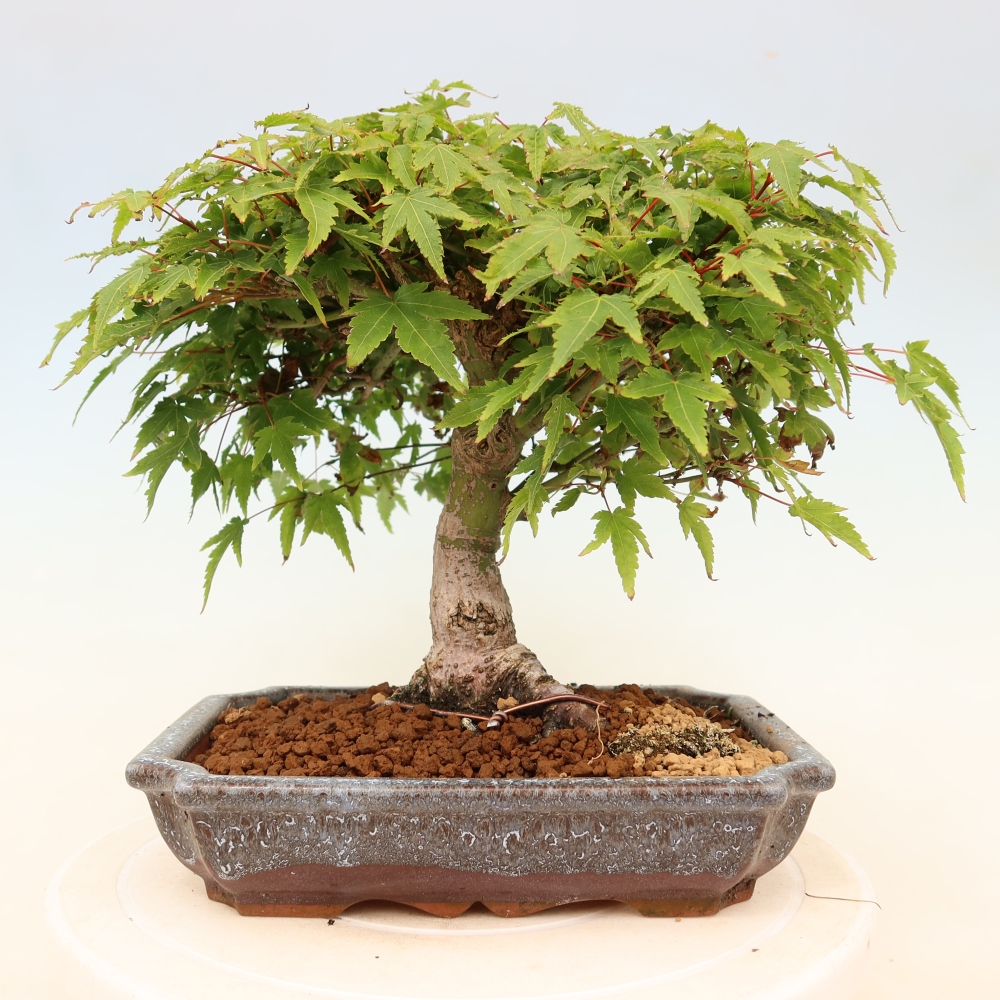 Acer palmatum KIOHIME - klon palmowy