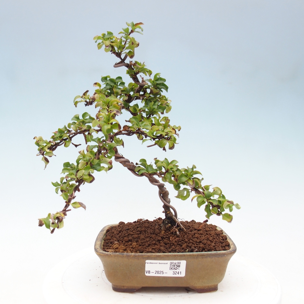 Bonsai zewnętrzne - Chaneomeles s. Red Joy - Pigwa