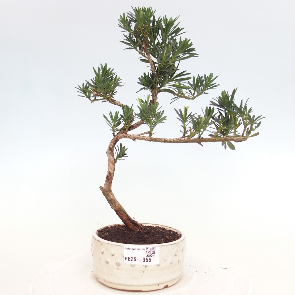 Pokój bonsai - Podocarpus - Kamienny cis