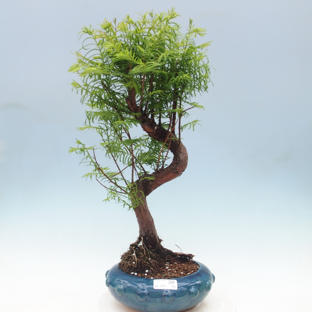 Outdoor bonsai - Metasequoia glyptostroboides - chińskie metasekvoje