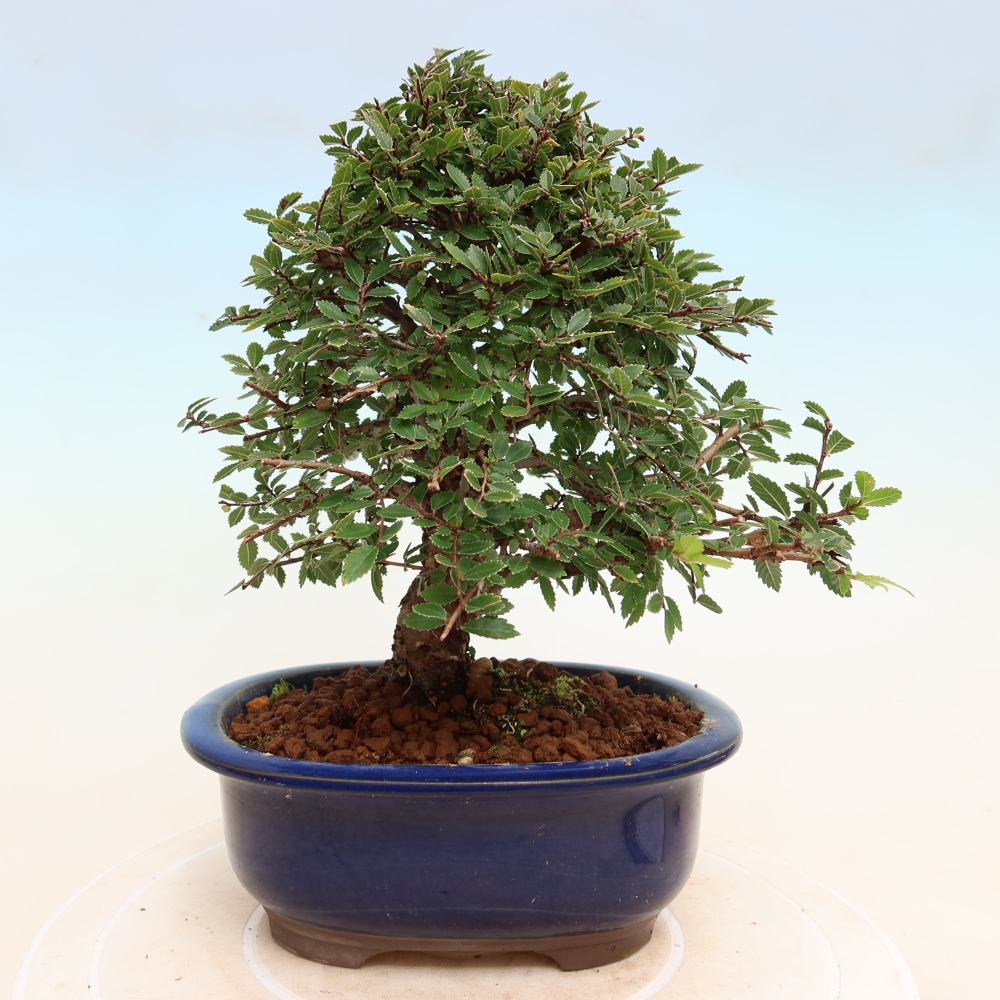 Bonsai zewnętrzne - Zelkova - Zelkova NIRE