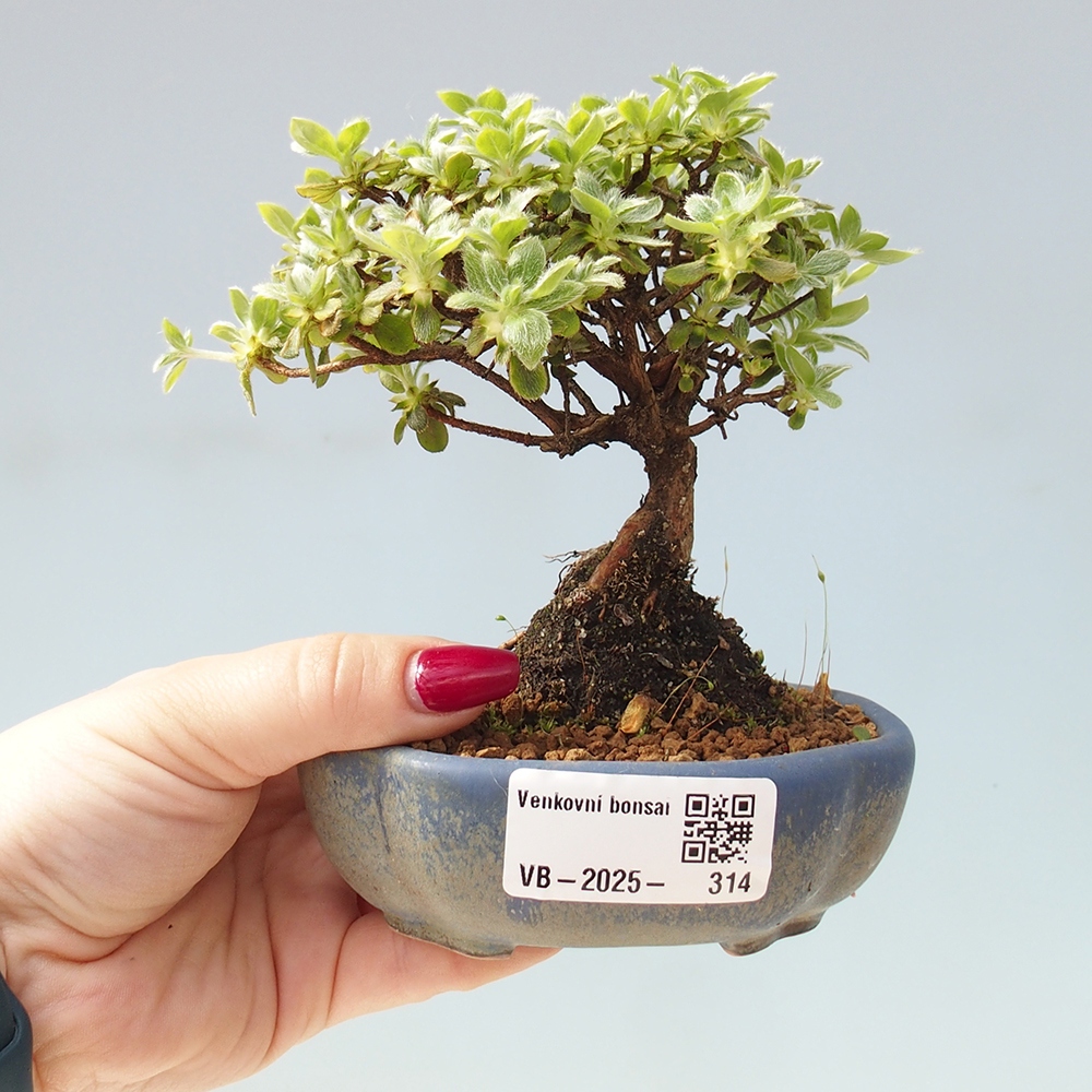 Outdoor bonsai - Rododendron indicum - Azalia japońska