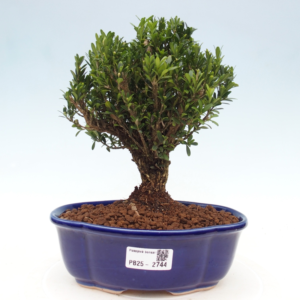 Kryty bonsai - Buxus harlandii - Bukszpan korkowy