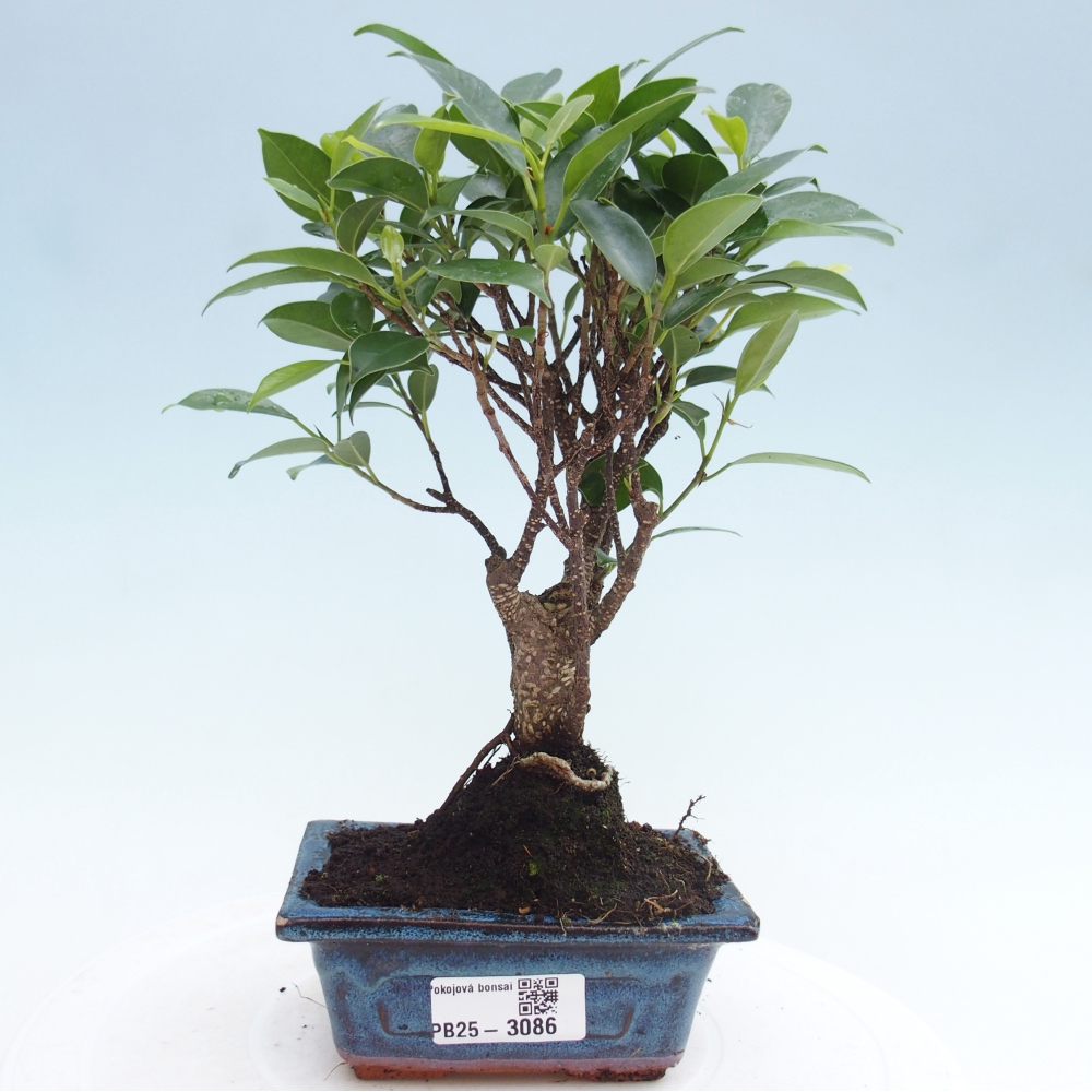 Pokojová bonsai - Ficus retusa - malolistý fíkus