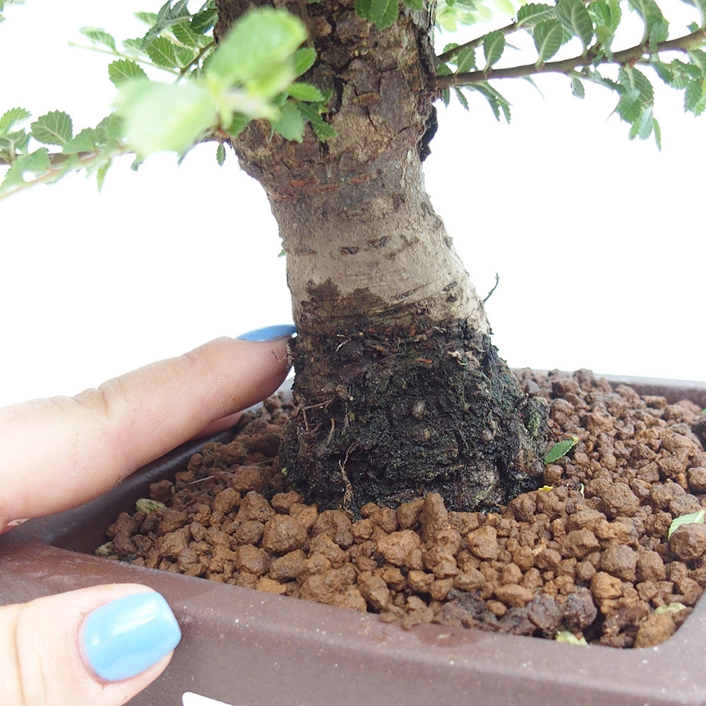 Bonsai zewnętrzne - Ulmus parvifolia Hokkaido - wiąz chiński