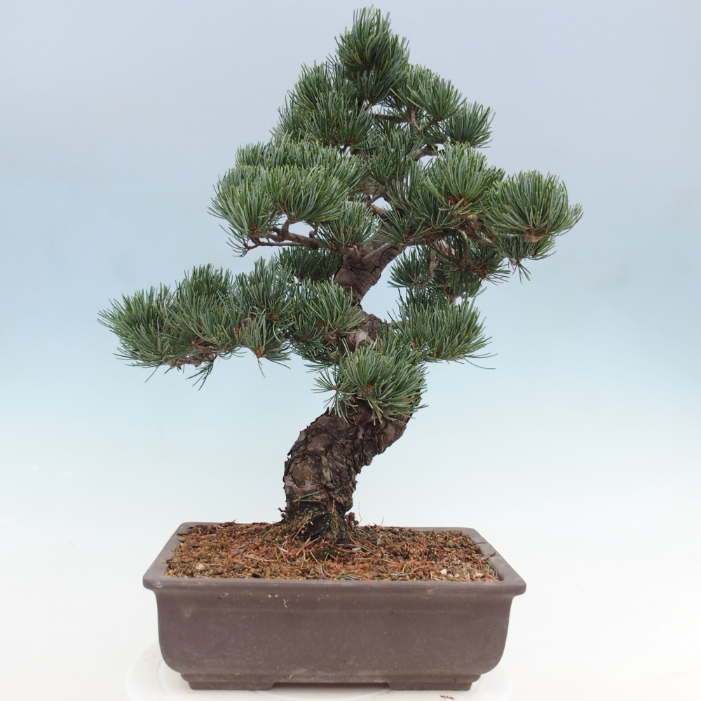 Outdoor bonsai - Pinus parviflora - Mała sosna