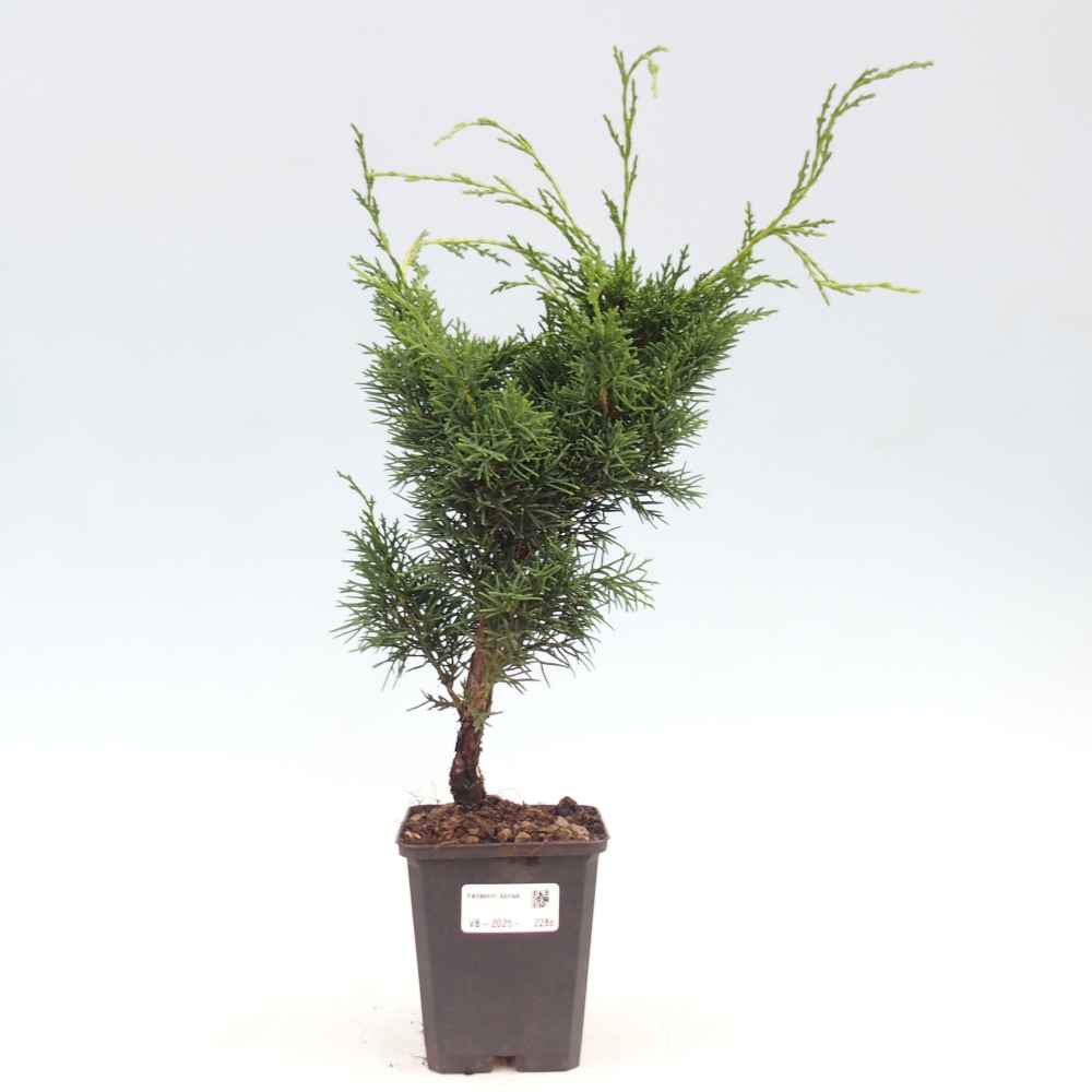 Outdoor bonsai - Juniperus chinensis Kishu - chiński jałowiec
