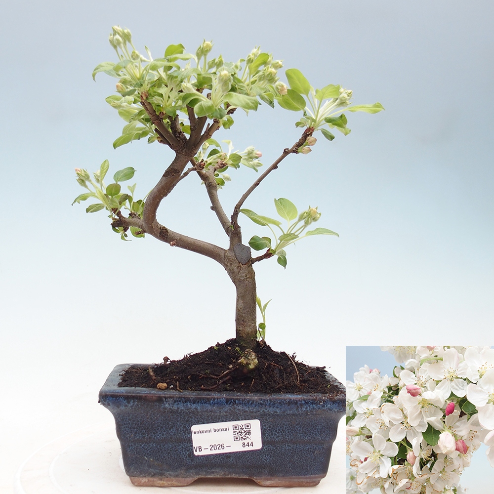 Outdoor bonsai - Malus halliana - Jabłoń drobnoowocowa