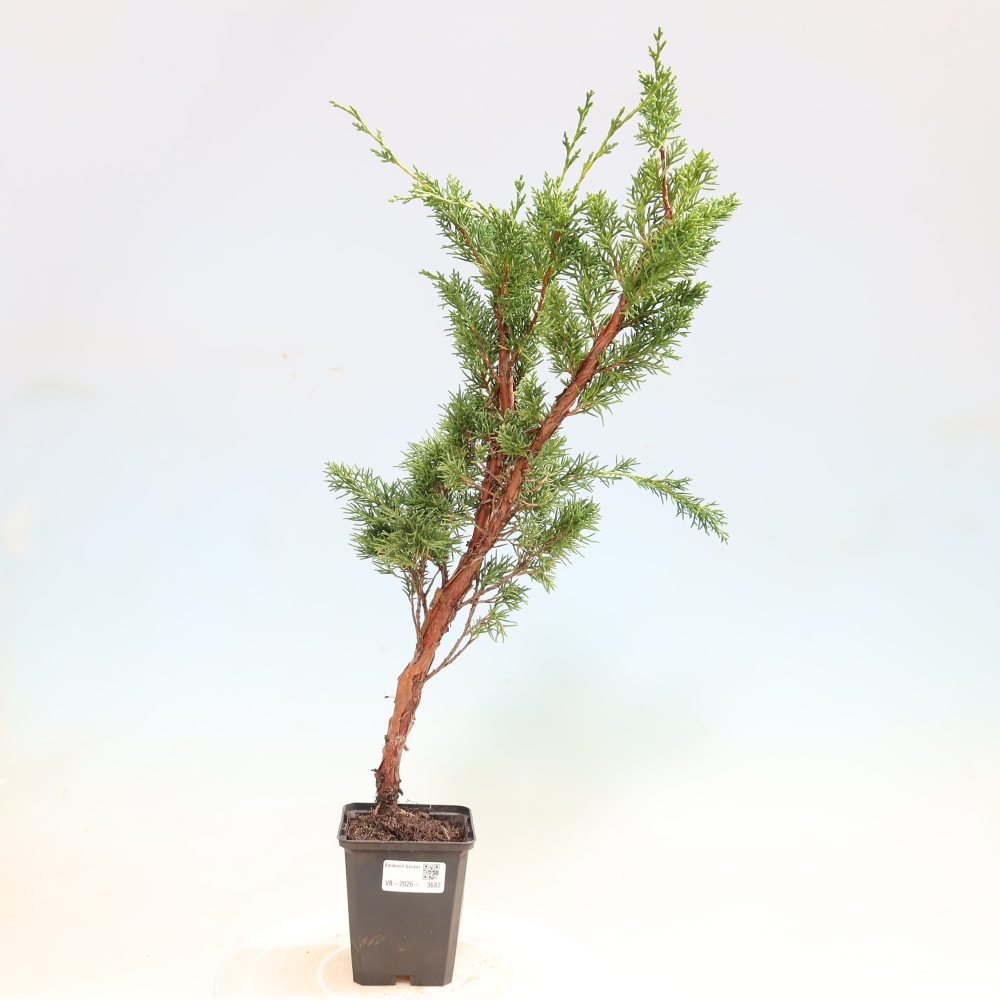 Outdoor bonsai - Juniperus chinensis Kishu