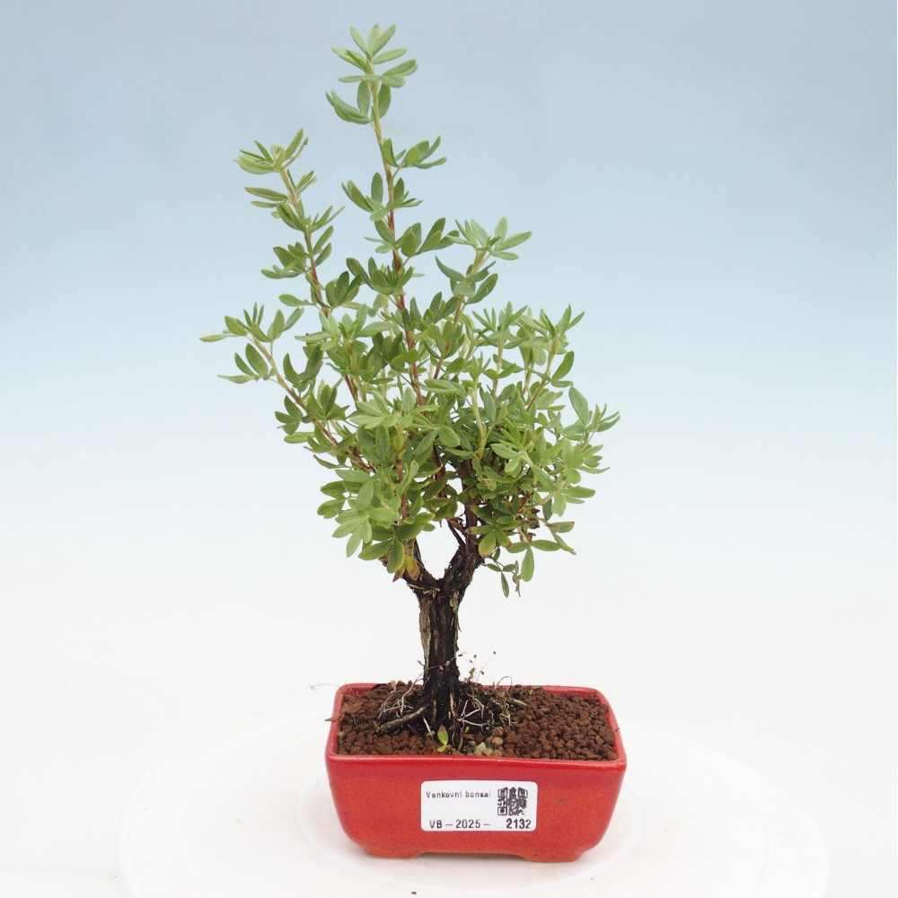Outdoor bonsai-Pięciolistnik - Potentila fruticosa żółty Ptak