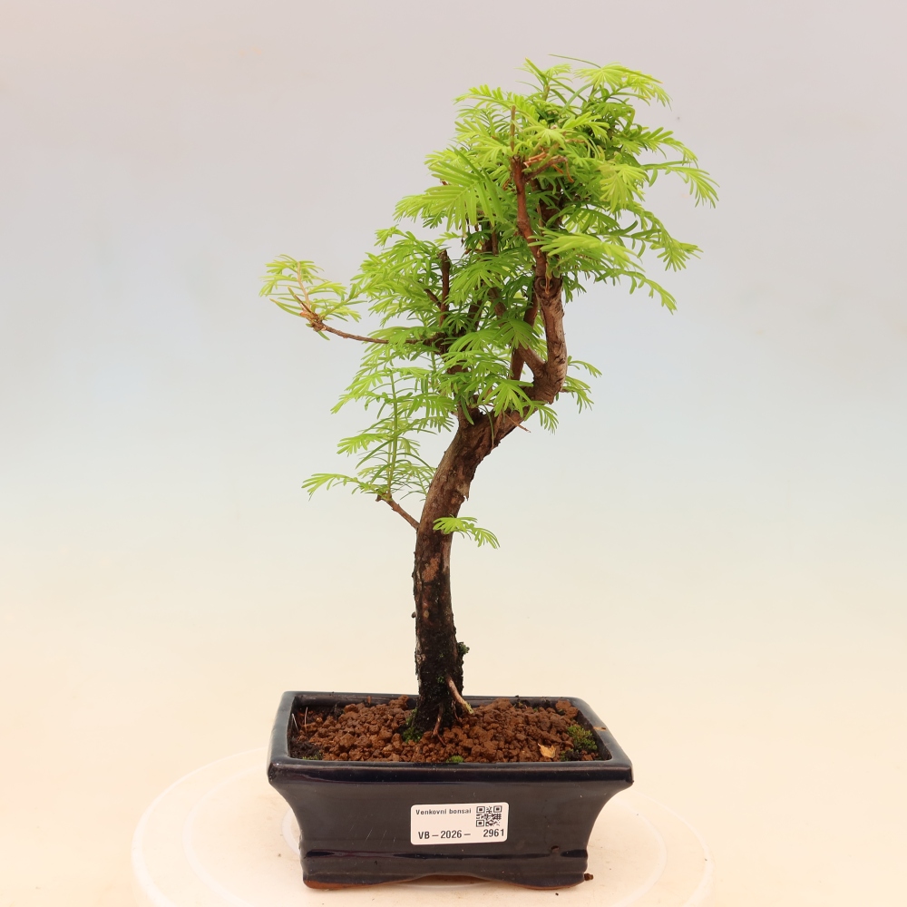 Outdoor bonsai - Metasequoia glyptostroboides - Metasekwoja chińska