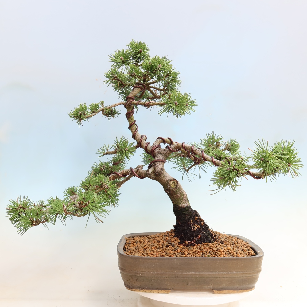 Bonsai ogrodowe – Pinus mugo Humpy – sosna karłowata