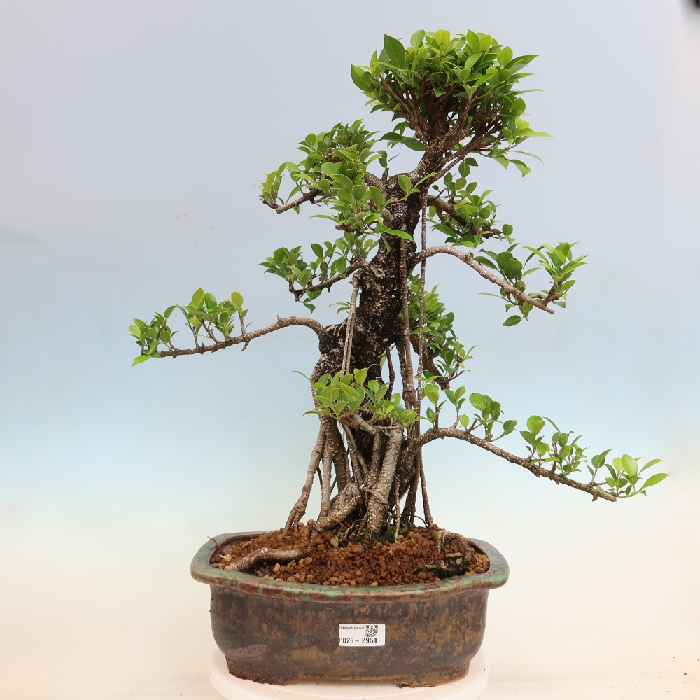 Pokój bonsai - Ficus kimmen - figowiec drobnolistny