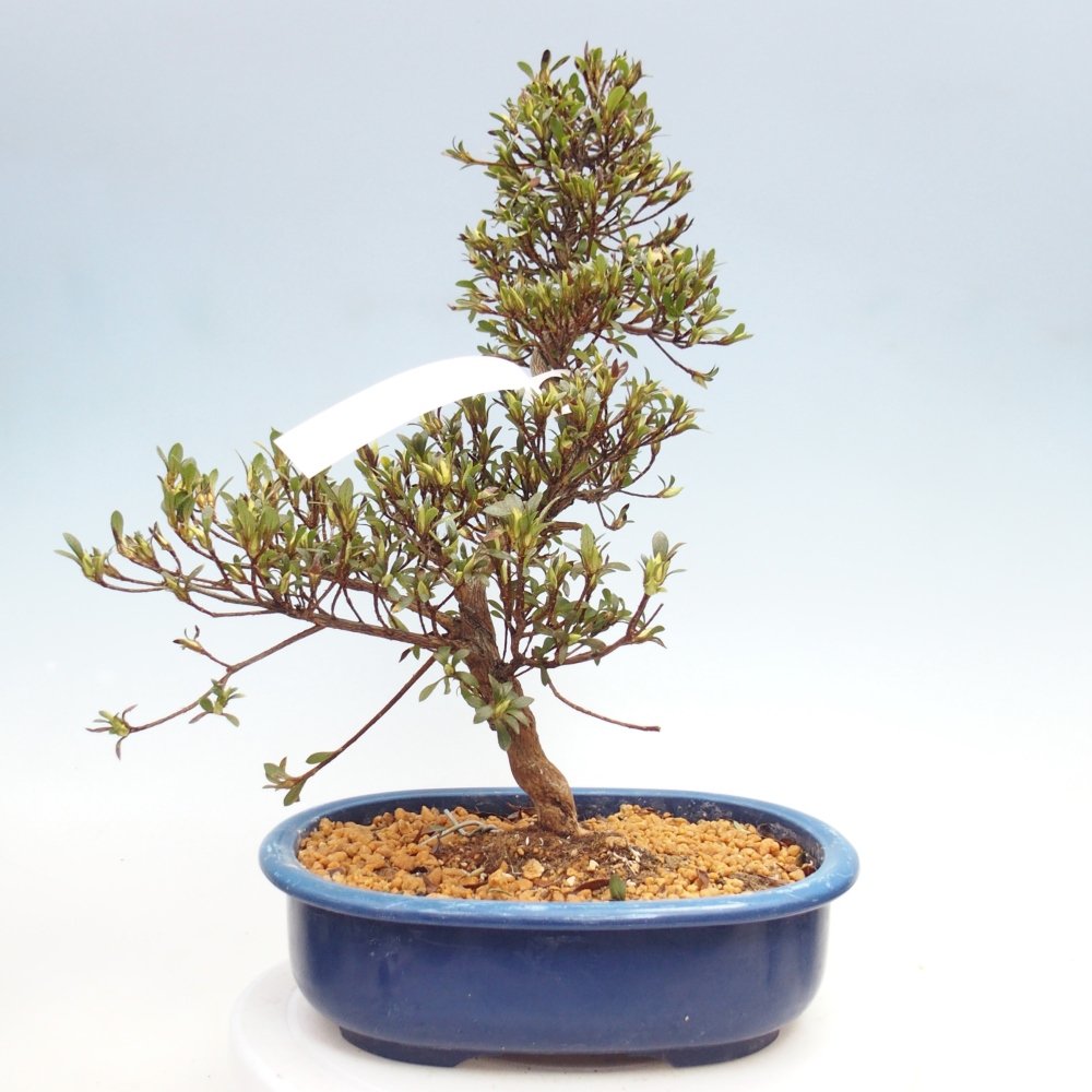 Bonsai zewnętrzne - Azalia japońska - Azalia Nikko