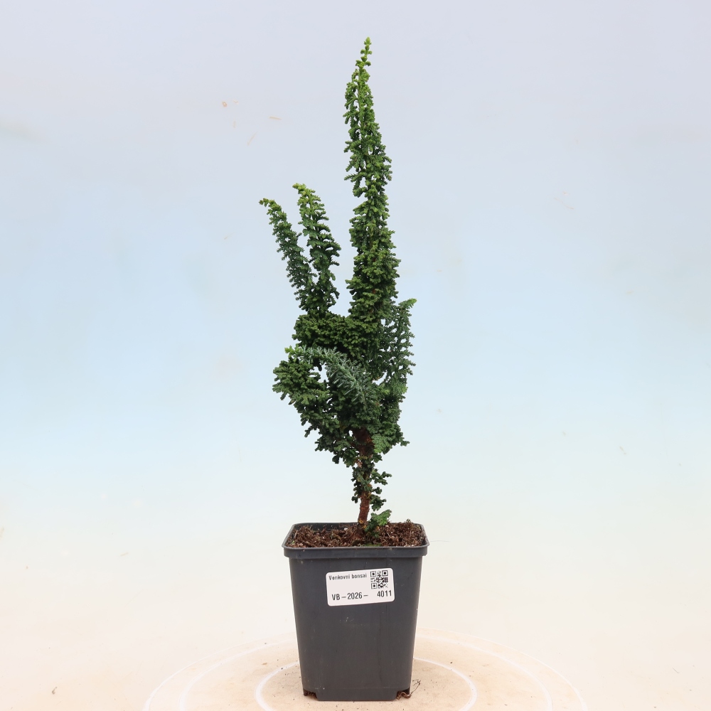 Bonsai zewnętrzne - Cham. obtusa SEKKA HINOKI - Cyprys
