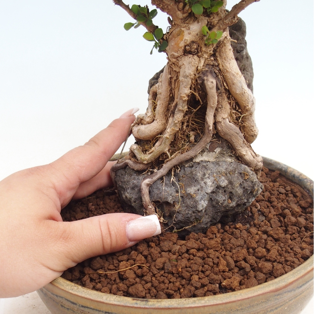 Bonsai zewnętrzne - Berberis coreana