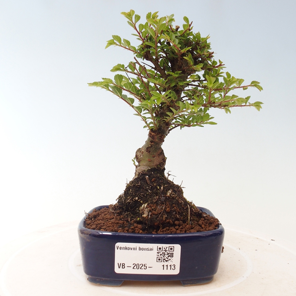 Bonsai zewnętrzne - Ulmus parvifolia Sagei - Wiąz drobnolistny
