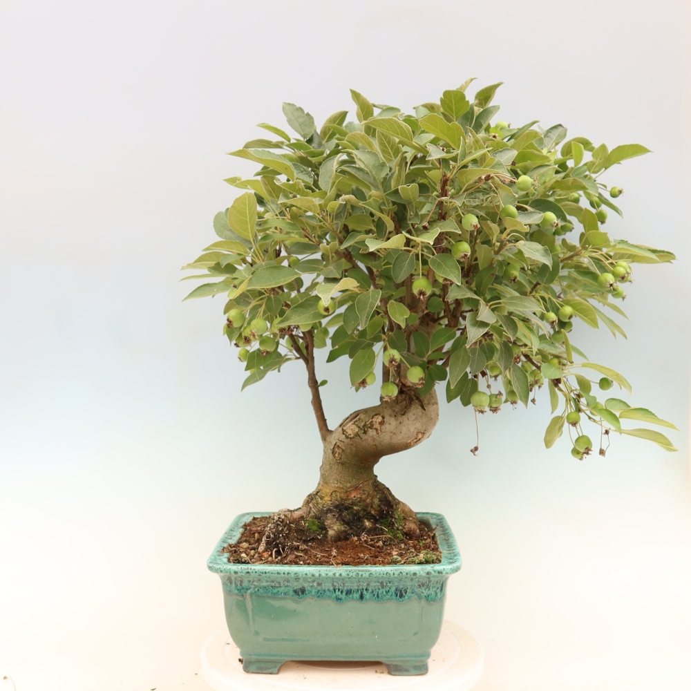 Outdoor bonsai - Malus halliana - Jabłoń drobnoowocowa