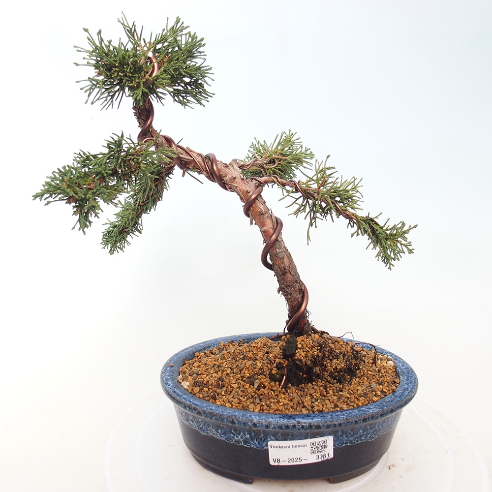 Outdoor bonsai - Juniperus chinensis Kishu