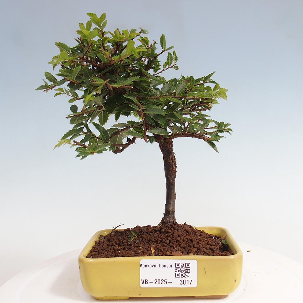 Bonsai zewnętrzne - Ulmus parvifolia Sagei - Wiąz drobnolistny