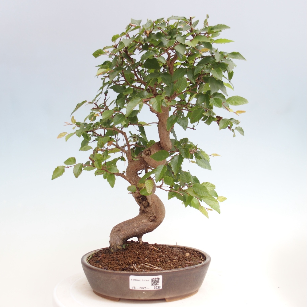 Bonsai zewnętrzne -Carpinus CARPINOIDES - grab koreański