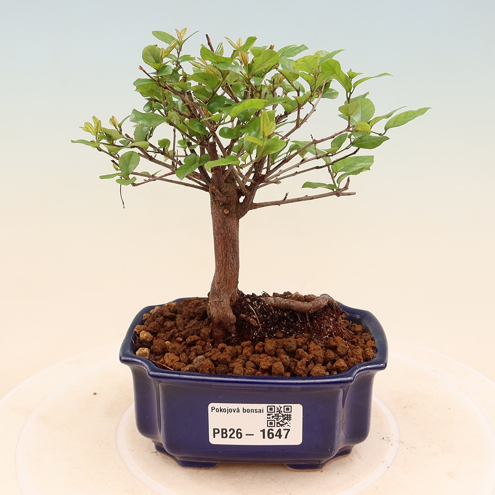 Bonsai pokojowe - Sageretia thea - Sageretia thea
