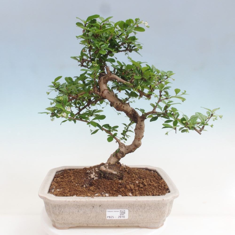 Pokój bonsai - Carmona macrophylla - Tea fuki