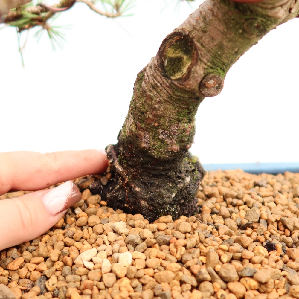 Bonsai ogrodowe – Pinus mugo Humpy – sosna karłowata