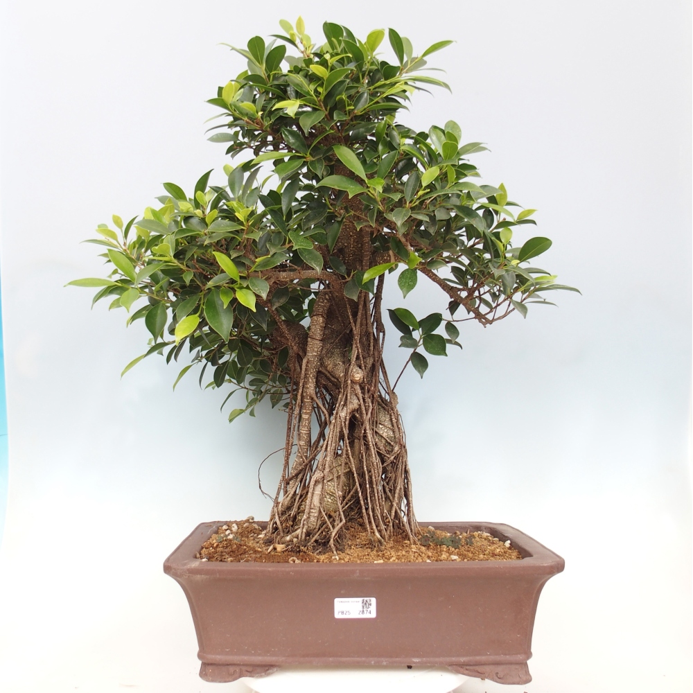 Bonsai pokojowe - Ficus kimmen - figowiec drobnolistny - WYŁĄCZNIE ODBIÓR OSOBISTY lub transport paletowy
