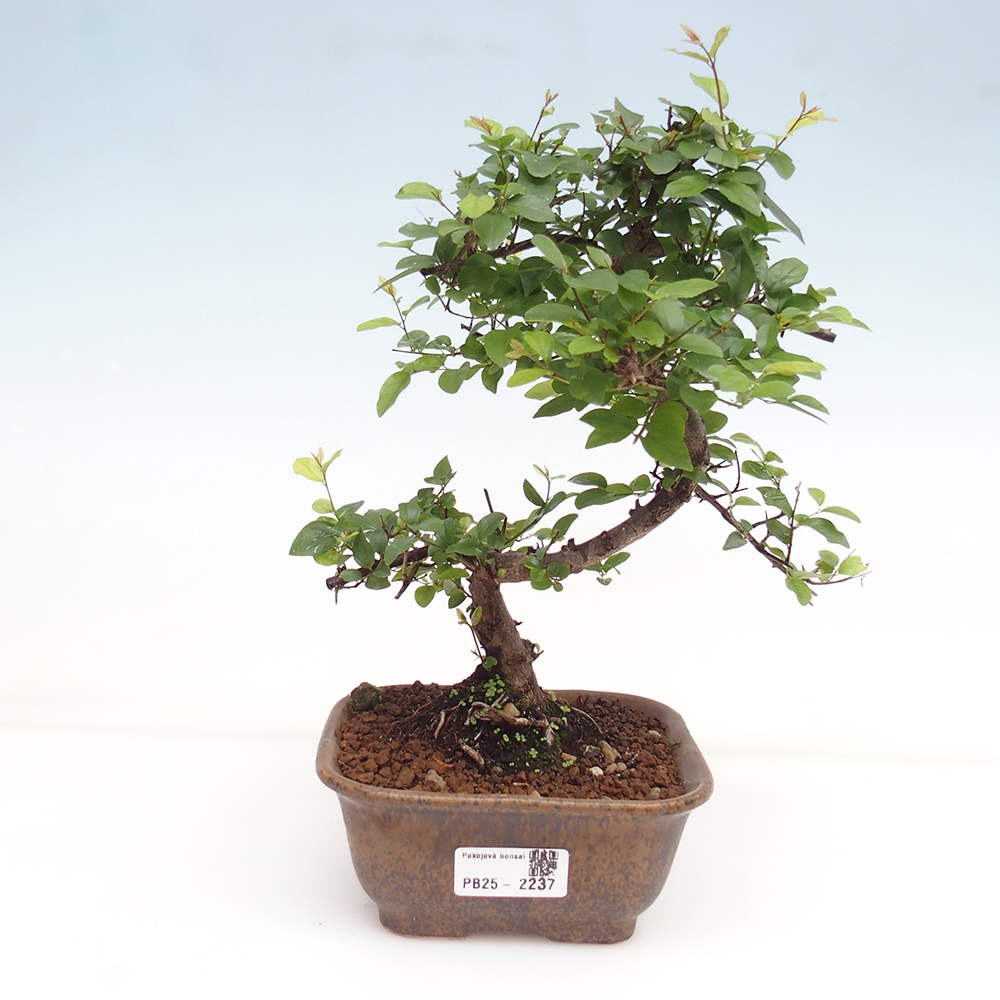Bonsai wewnętrzne - Sagerécie thea - Sagerécie thea
